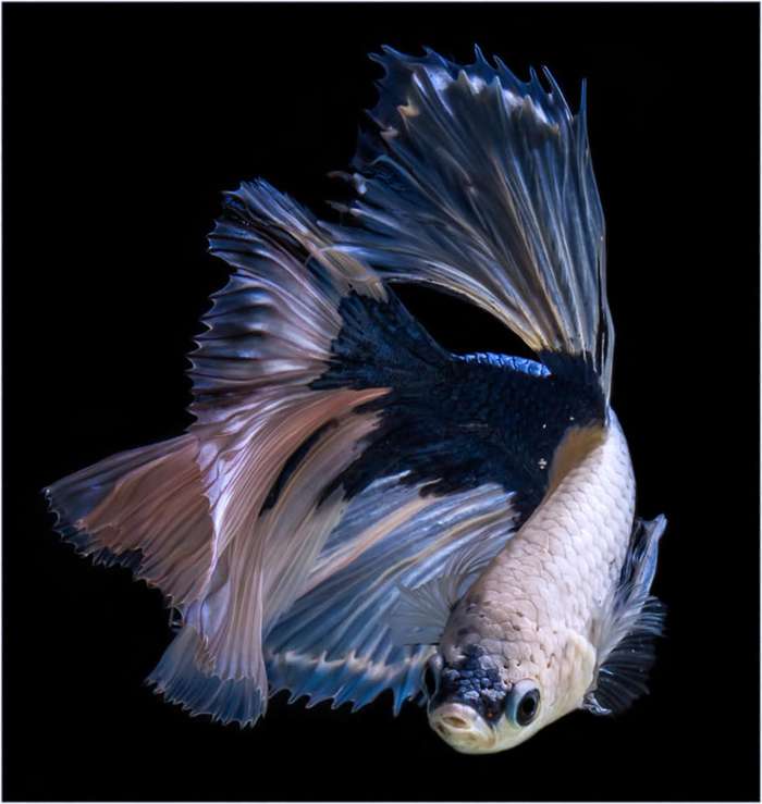 Carpa koi blanca y azul Carpa koi blanca y azul