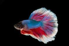 Pez-Betta-1
